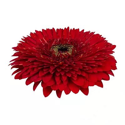 GERBERA GERPONI BIG BAND