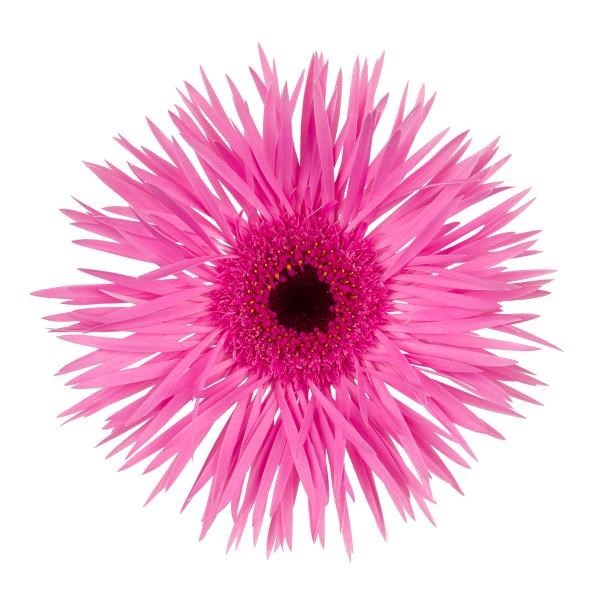 GERBERA GERSPIDER BIG NAOMI