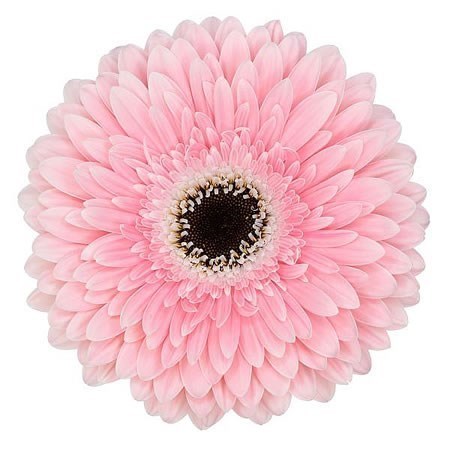 GERBERA GRACELAND