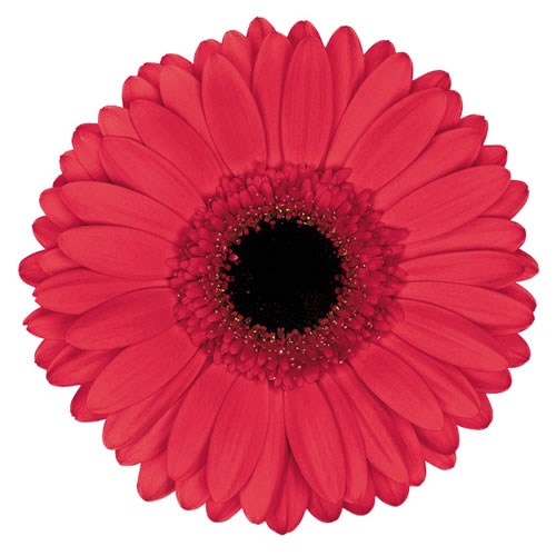 GERBERA HAMPTONS