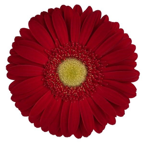 GERBERA IRENE