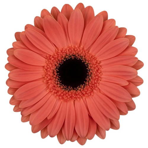GERBERA JAMILLA