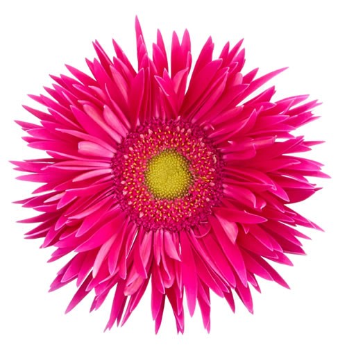 GERBERA KAA