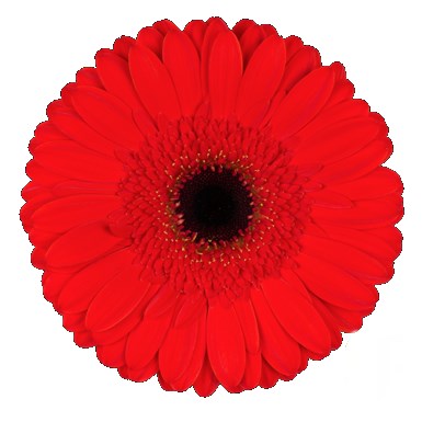 GERBERA LADY RED