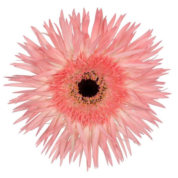 GERBERA LAUDRUP