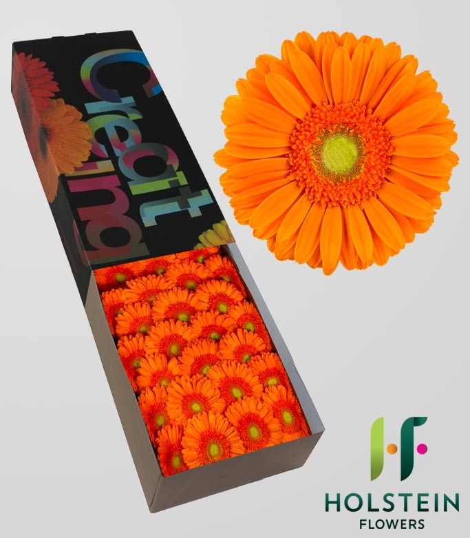 GERBERA MANDARINA