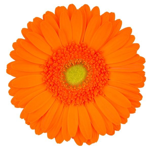 GERBERA MANDARINA