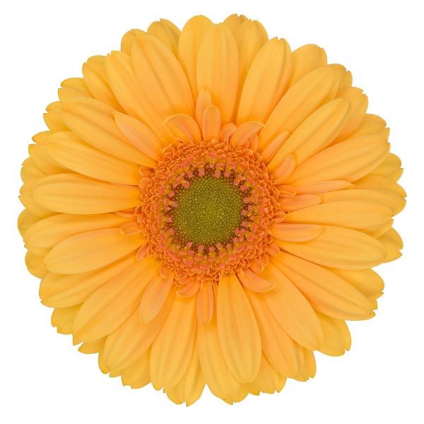 GERBERA MANGO