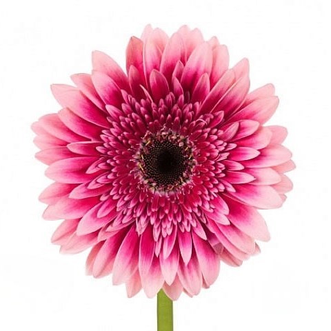 GERBERA MARIATTA