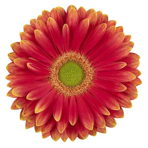 GERBERA MARYLENE