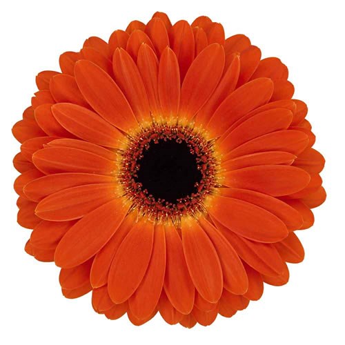 GERBERA MEDINA