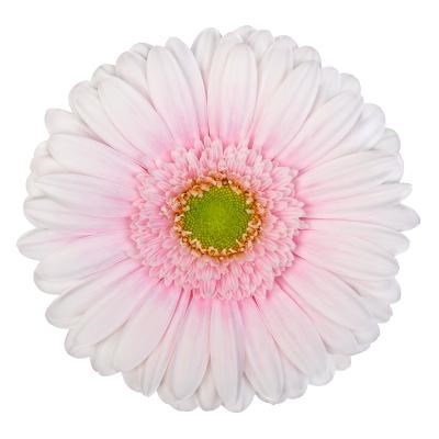 GERBERA MICHELLE