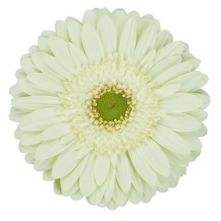 GERBERA MINT