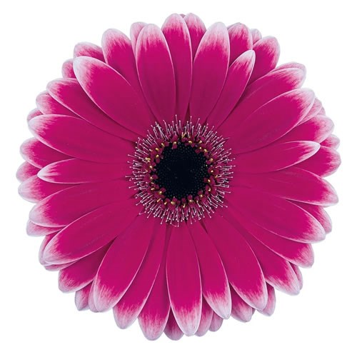GERBERA NUANCE