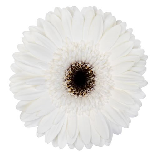 GERBERA OWEN