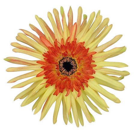 GERBERA PASTA ARRABIATA