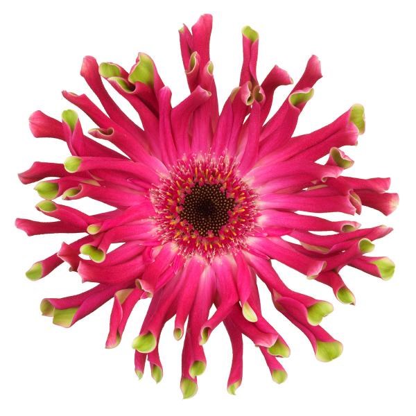 GERBERA PASTINI ANDRIA
