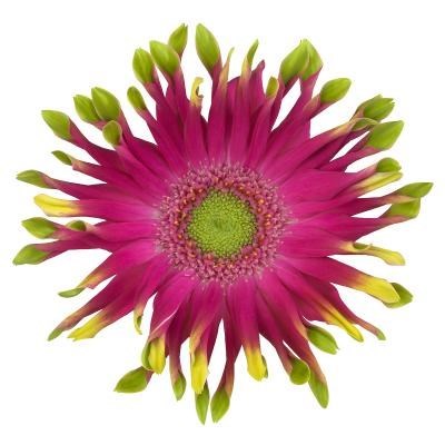 GERBERA PASTINI MILAZZO