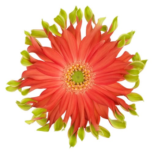 GERBERA PASTINI RIVELL