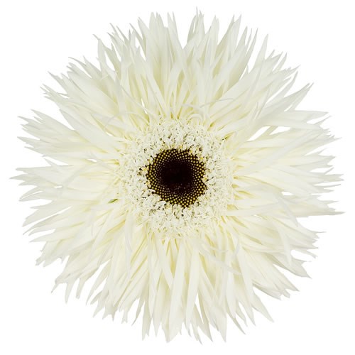 GERBERA PHANTOM
