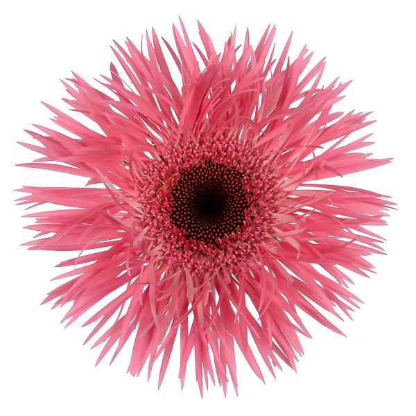 GERBERA PINK SPRINGS | Wholesale Dutch Flowers & Florist Supplies UK