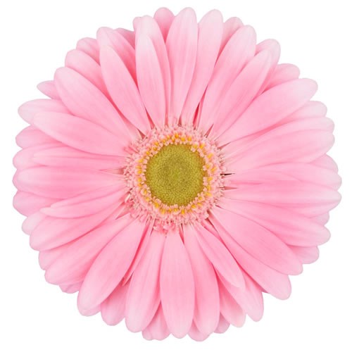 GERBERA PLOT