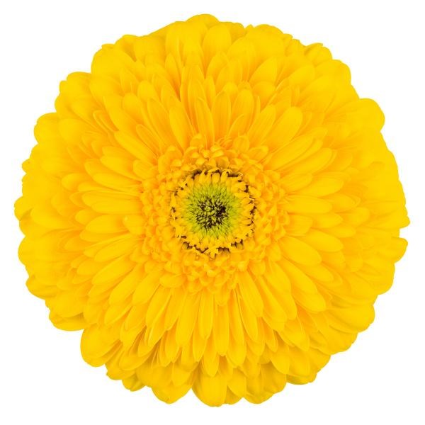 GERBERA POMPONI BIG BOSS