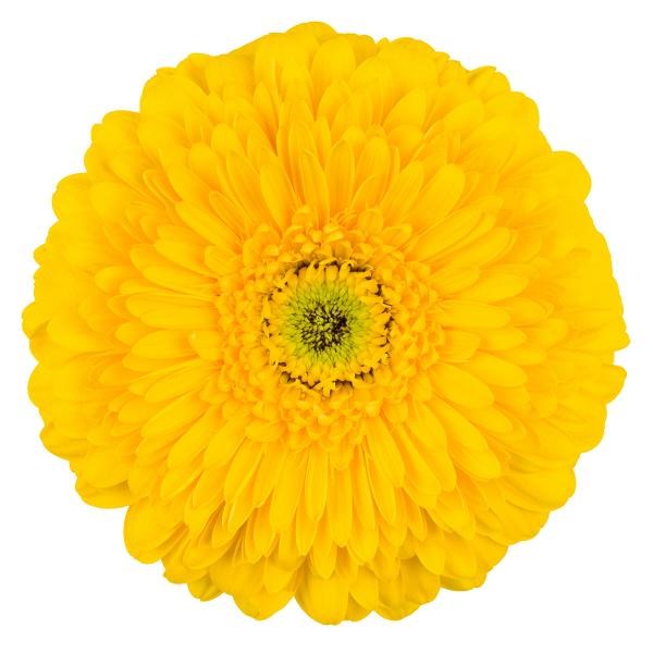 GERBERA POMPONI BIG BOSS