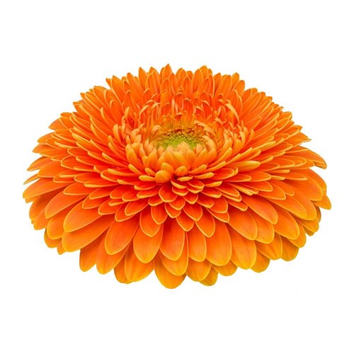 GERBERA POMPONI BIG ORANGE