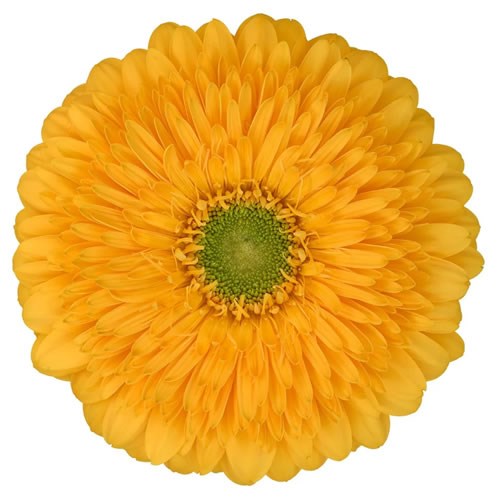 GERBERA POMPONI HONEY BALL