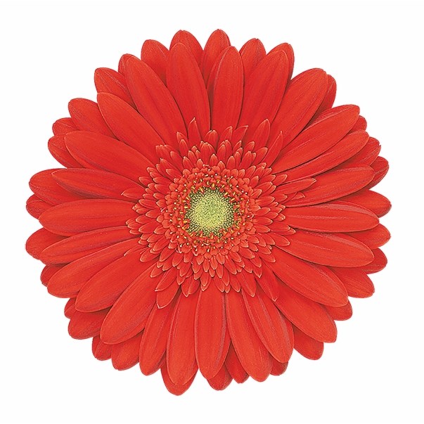 GERBERA RED EXPLOSION