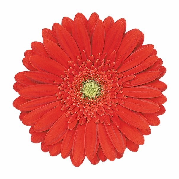 GERBERA RED EXPLOSION
