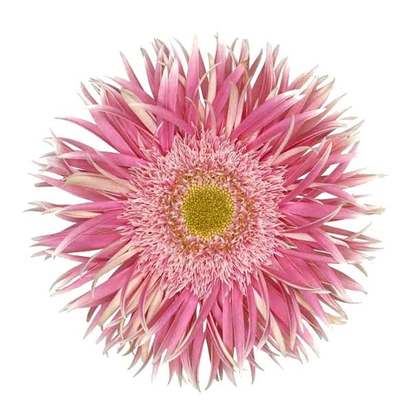 GERBERA SPIDER CROSSETTE | Wholesale Dutch Flowers & Florist Supplies UK