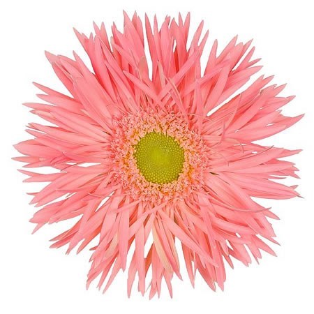 GERBERA SPIDER EMOTION