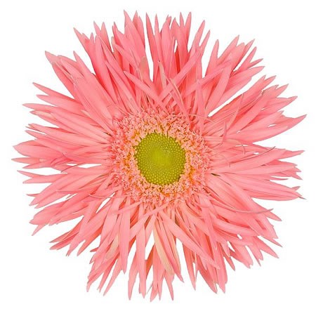 GERBERA SPIDER EMOTION