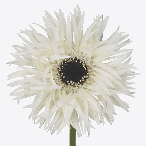 GERBERA SPIDER GARDEN GHOST