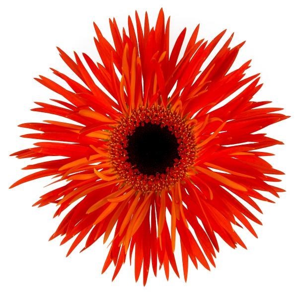 GERBERA SPIDER HYPNOTICA