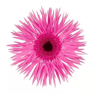 GERBERA SPIDER NAOMI