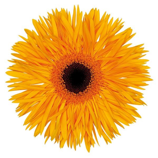 GERBERA SPIDER STARDUST