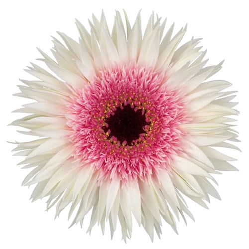 GERBERA SPIDER STUNT