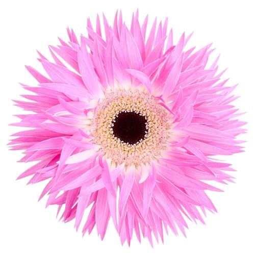 GERBERA STITCH