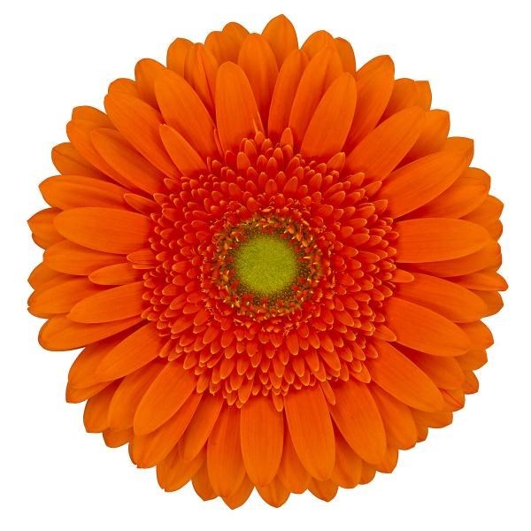 GERBERA TAIRONA