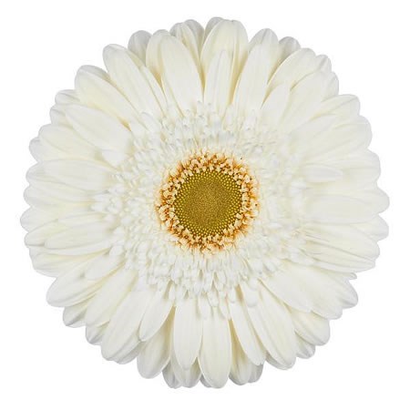 GERBERA TERRA ICY
