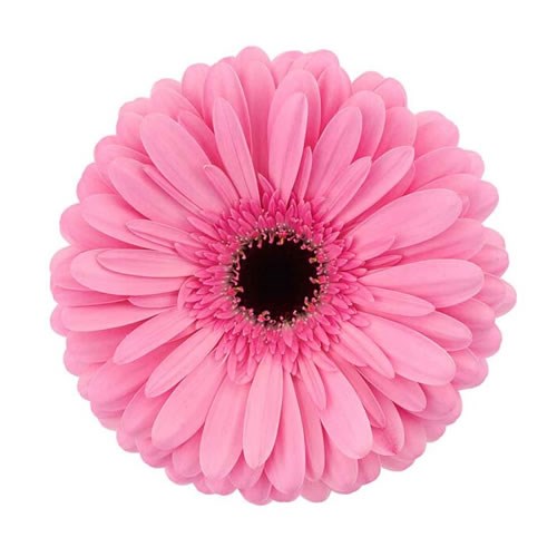 GERBERA TYLER