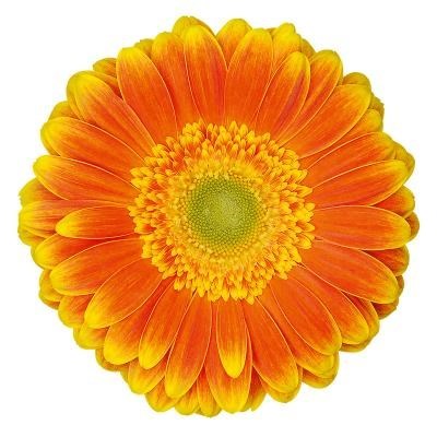 GERBERA WANNABE