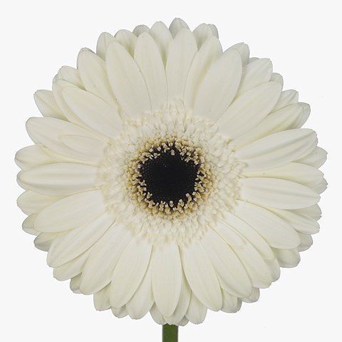 GERBERA WHITE HOUSE