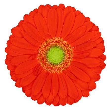 GERBERA ZODIAC