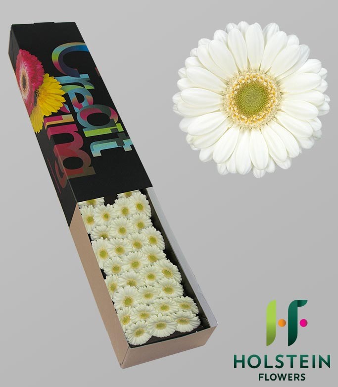 Germini Albino (secure boxed)
