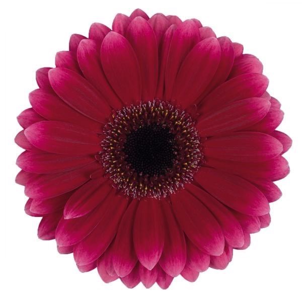 GERMINI ARABEL (BUNCHED)