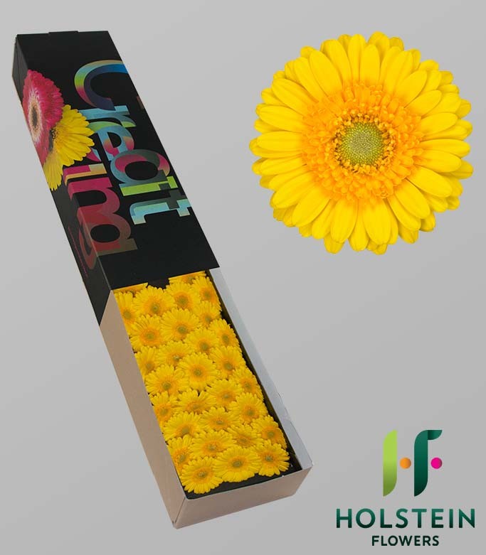 GERMINI BANANA (secure boxed)
